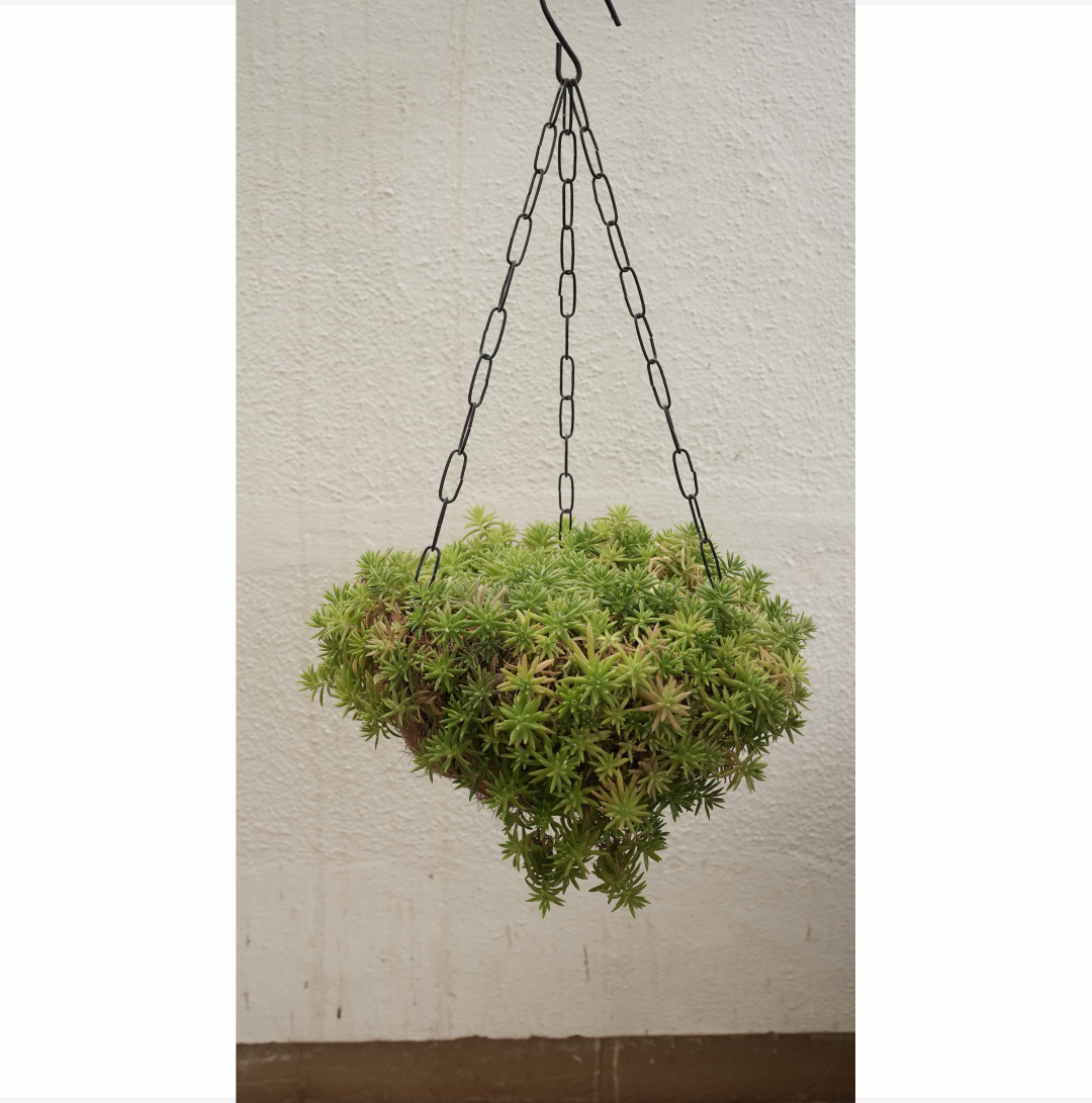 Coco Hanging - SET of 3 100% Natural and eco-friendly - Coco hangers are made from natural, biodegradable coconut shell materials.  Best for farming home gallery balcony flowers garden.