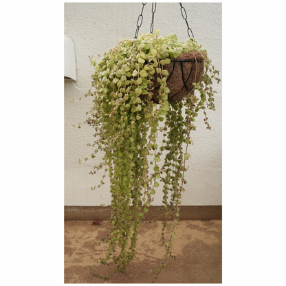 Coco Hanging - SET of 3 100% Natural and eco-friendly - Coco hangers are made from natural, biodegradable coconut shell materials.  Best for farming home gallery balcony flowers garden.