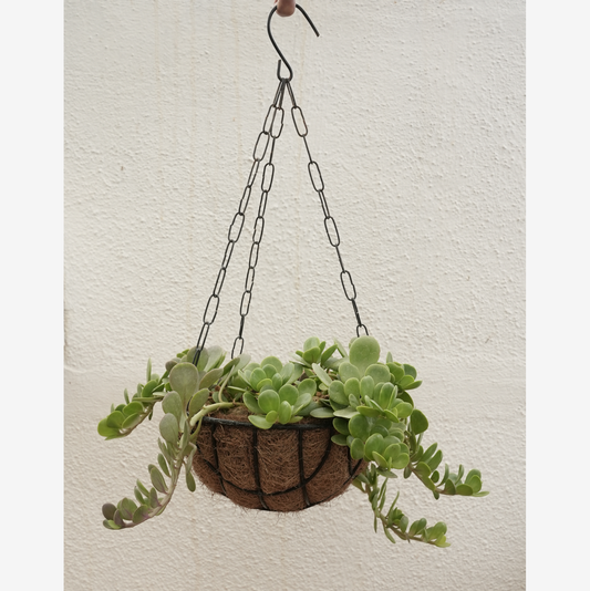 Coco Hanging - SET of 3 100% Natural and eco-friendly - Coco hangers are made from natural, biodegradable coconut shell materials.  Best for farming home gallery balcony flowers garden.